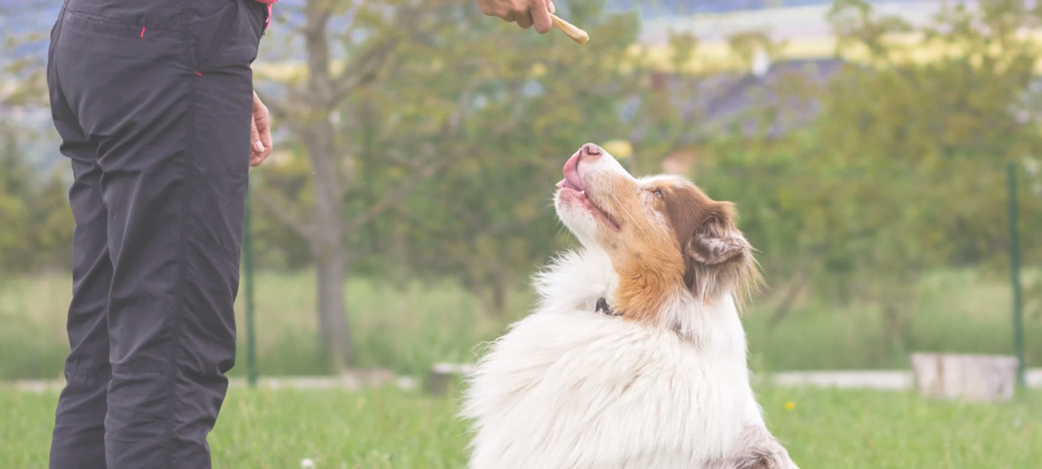 Border Collie is being taught how to sit from trainer. 